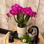 Roze orchidee en succulent op zwart dienblad